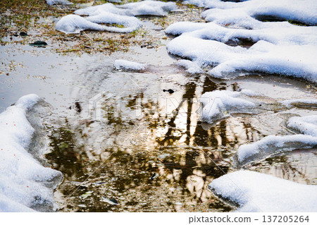 Melting snow signals the arrival of spring: a puddle reflecting the evening light and the silhouette of a tree 137205264