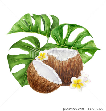 Watercolor illustration of whole and half coconut with monstera leaves and plumeria flowers. Hand painted tropical composition focused on natural food, organic ingredients and healthy lifestyle themes Watercolor illustration of whole and half coconut with monstera leaves and plumeria flowers. Hand painted tropical composition focused on natural food, organic ingredients and healthy lifestyle themes 137205422