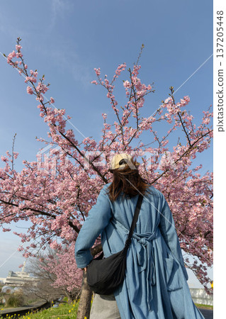 一位女子抬頭望著藍天和河津櫻花。 137205448