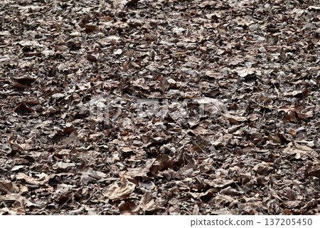 堆積的落葉 137205450