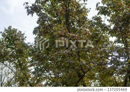 Han River bike path 137205469