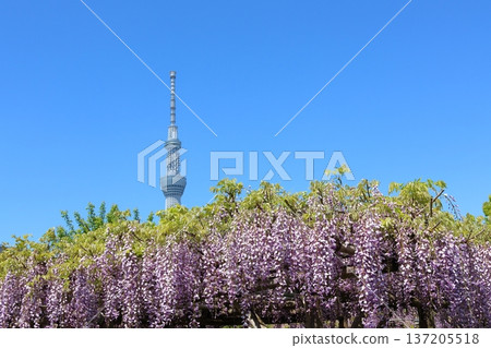 The wisteria festival at Kameido Tenjin Shrine in Kameido, Koto Ward, Tokyo The wisteria festival at Kameido Tenjin Shrine in Kameido, Koto Ward, Tokyo 137205518