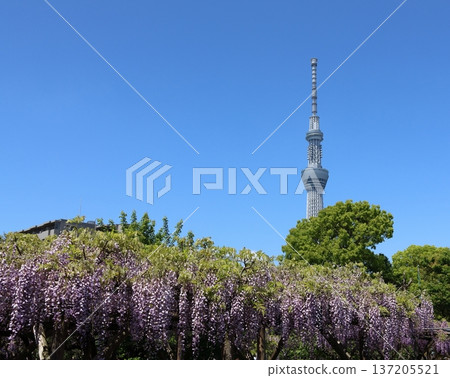 The wisteria festival at Kameido Tenjin Shrine in Kameido, Koto Ward, Tokyo The wisteria festival at Kameido Tenjin Shrine in Kameido, Koto Ward, Tokyo 137205521
