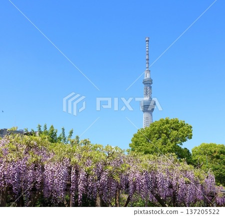 The wisteria festival at Kameido Tenjin Shrine in Kameido, Koto Ward, Tokyo The wisteria festival at Kameido Tenjin Shrine in Kameido, Koto Ward, Tokyo 137205522
