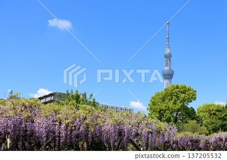 東京江東區龜戶龜戶天神神社的紫藤節 137205532