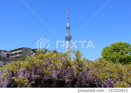 Wisteria Festival at Kameido Tenjin Shrine in Kameido, Koto Ward, Tokyo, and Tokyo Skytree. Wisteria trellis, Kameido Tenjin, Kameido Tenmangu Shrine Wisteria Festival at Kameido Tenjin Shrine in Kameido, Koto Ward, Tokyo, and Tokyo Skytree. Wisteria trellis, Kameido Tenjin, Kameido Tenmangu Shrine 137205621