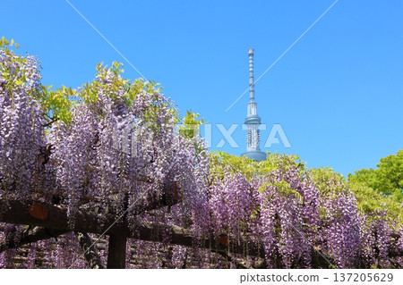 東京江東區龜戶天神社和東京晴空塔的紫藤節。紫藤花架、龜戶天神、龜戶天滿宮 東京江東區龜戶天神社和東京晴空塔的紫藤節。紫藤花架、龜戶天神、龜戶天滿宮 137205629