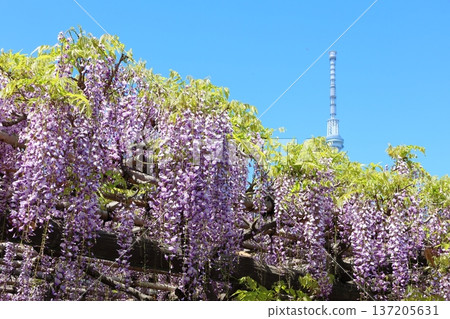 Wisteria Festival at Kameido Tenjin Shrine in Kameido, Koto Ward, Tokyo, and Tokyo Skytree. Wisteria trellis, Kameido Tenjin, Kameido Tenmangu Shrine Wisteria Festival at Kameido Tenjin Shrine in Kameido, Koto Ward, Tokyo, and Tokyo Skytree. Wisteria trellis, Kameido Tenjin, Kameido Tenmangu Shrine 137205631