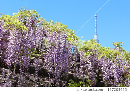 東京江東區龜戶天神社和東京晴空塔的紫藤節。紫藤花架、龜戶天神、龜戶天滿宮 137205633