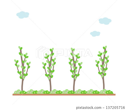 Flower bed and garden 137205716