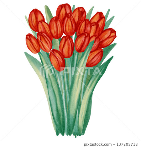 Watercolor illustration of a bouquet of red tulips. This spring floral illustration is perfect for holiday cards, birthday cards, International Women's Day cards, Easter cards, and romantic designs. 137205718