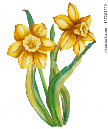 Watercolor hand drawn narcissus flower isolated on white background. Spring floral illustration perfect for holiday, birthday, Women's Day, Easter cards and romantic designs. Watercolor hand drawn narcissus flower isolated on white background. Spring floral illustration perfect for holiday, birthday, Women's Day, Easter cards and romantic designs. 137205720