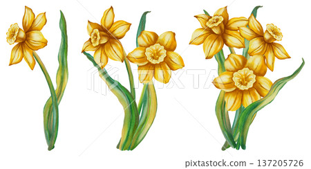 A set of watercolor illustrations featuring daffodils. Narcissus. This spring floral illustration is perfect for holiday cards, birthdays, International Women's Day, and Easter. A set of watercolor illustrations featuring daffodils. Narcissus. This spring floral illustration is perfect for holiday cards, birthdays, International Women's Day, and Easter. 137205726