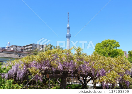 Wisteria Festival at Kameido Tenjin Shrine in Kameido, Koto Ward, Tokyo, and Tokyo Skytree. Wisteria trellis, Kameido Tenjin, Kameido Tenmangu Shrine Wisteria Festival at Kameido Tenjin Shrine in Kameido, Koto Ward, Tokyo, and Tokyo Skytree. Wisteria trellis, Kameido Tenjin, Kameido Tenmangu Shrine 137205809