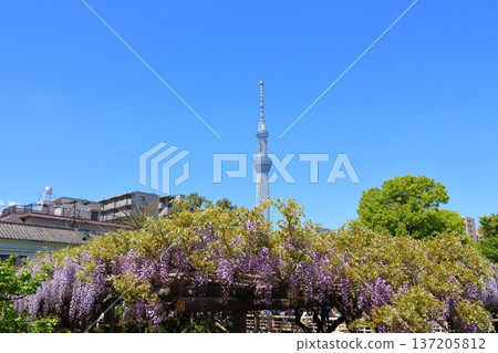 Wisteria Festival at Kameido Tenjin Shrine in Kameido, Koto Ward, Tokyo, and Tokyo Skytree. Wisteria trellis, Kameido Tenjin, Kameido Tenmangu Shrine Wisteria Festival at Kameido Tenjin Shrine in Kameido, Koto Ward, Tokyo, and Tokyo Skytree. Wisteria trellis, Kameido Tenjin, Kameido Tenmangu Shrine 137205812
