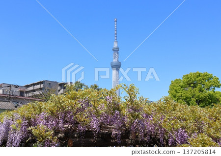 Wisteria Festival at Kameido Tenjin Shrine in Kameido, Koto Ward, Tokyo, and Tokyo Skytree. Wisteria trellis, Kameido Tenjin, Kameido Tenmangu Shrine Wisteria Festival at Kameido Tenjin Shrine in Kameido, Koto Ward, Tokyo, and Tokyo Skytree. Wisteria trellis, Kameido Tenjin, Kameido Tenmangu Shrine 137205814