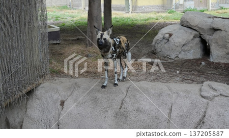 African wild dog standing on rocky terrain in a wildlife enclosure African wild dog standing on rocky terrain in a wildlife enclosure 137205887