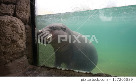 Hippopotamus swimming underwater near glass enclosure in zoo Hippopotamus swimming underwater near glass enclosure in zoo 137205889