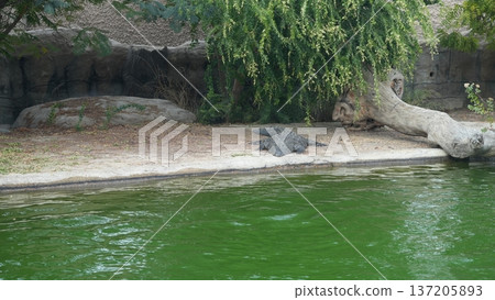 Crocodile resting on riverbank near green water and rocky landscape Crocodile resting on riverbank near green water and rocky landscape 137205893