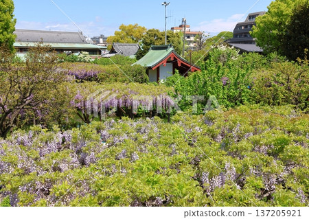 The wisteria festival at Kameido Tenjin Shrine in Kameido, Koto Ward, Tokyo The wisteria festival at Kameido Tenjin Shrine in Kameido, Koto Ward, Tokyo 137205921