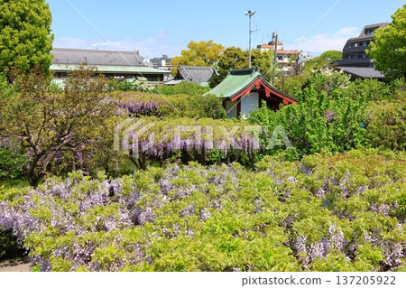 The wisteria festival at Kameido Tenjin Shrine in Kameido, Koto Ward, Tokyo 137205922