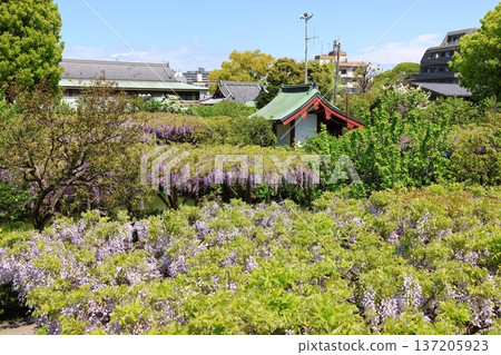 The wisteria festival at Kameido Tenjin Shrine in Kameido, Koto Ward, Tokyo The wisteria festival at Kameido Tenjin Shrine in Kameido, Koto Ward, Tokyo 137205923