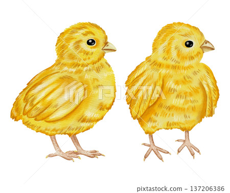 A set of watercolor illustrations featuring a cute yellow chick and a brown egg. Farming. Perfect for holiday cards, decor, scrapbooking, and packaging. A set of watercolor illustrations featuring a cute yellow chick and a brown egg. Farming. Perfect for holiday cards, decor, scrapbooking, and packaging. 137206386