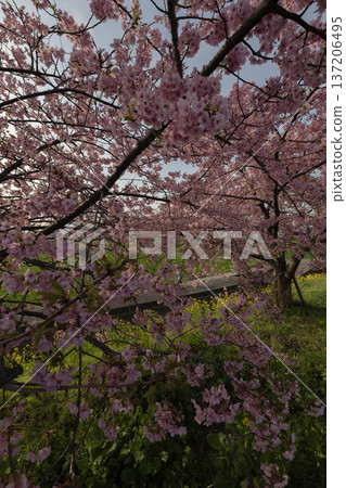 Kawazu cherry blossoms in full bloom Kawazu cherry blossoms in full bloom 137206495