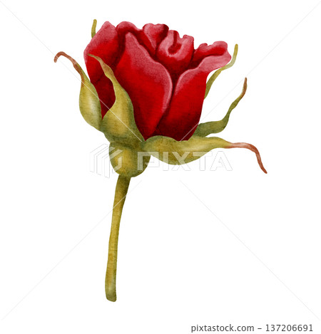 Beautiful hand-drawn watercolor red rose flower. Elegant floral element for romantic designs, Valentine's Day, and wedding invitations, packaging, textiles, postcards 137206691