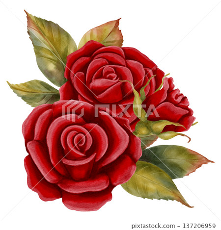 Watercolor illustration of a red rose arrangement with leaves. Hand-drawn floral bouquet for romantic designs, greeting cards, wedding invitations, posters, and packaging. Watercolor illustration of a red rose arrangement with leaves. Hand-drawn floral bouquet for romantic designs, greeting cards, wedding invitations, posters, and packaging. 137206959