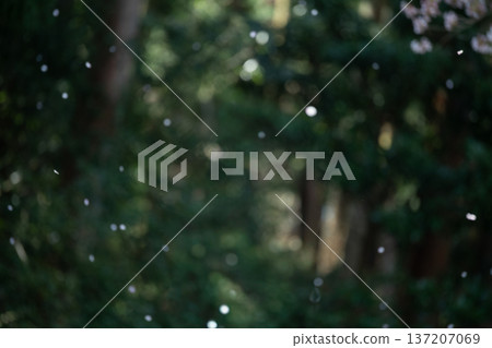 櫻桃暴風雪的圖像 137207069