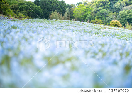 三重縣志摩市志摩市觀光農場的粉蝶花田 - 春季景象 137207070
