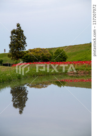 盛開的罌粟花田－春日景象 137207072