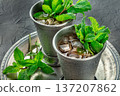 Mint Julep cocktail in the Kentucky Derby classic silver glass, with fresh mint 137207862