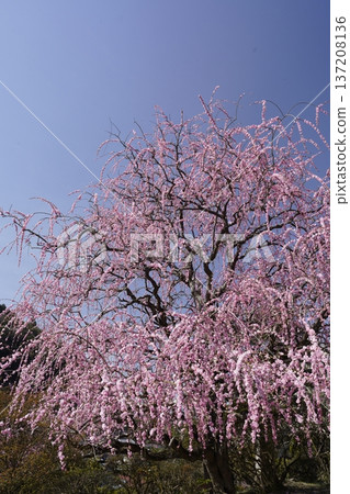 Weeping red plums in full bloom Weeping red plums in full bloom 137208136