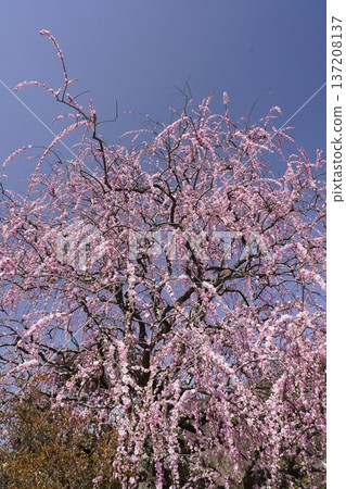Weeping red plums in full bloom Weeping red plums in full bloom 137208137