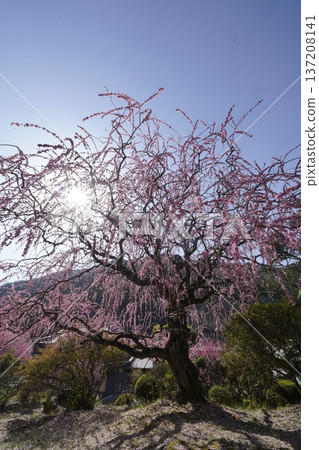 Weeping red plums in full bloom Weeping red plums in full bloom 137208141