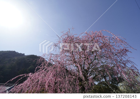 Weeping red plums in full bloom 137208143
