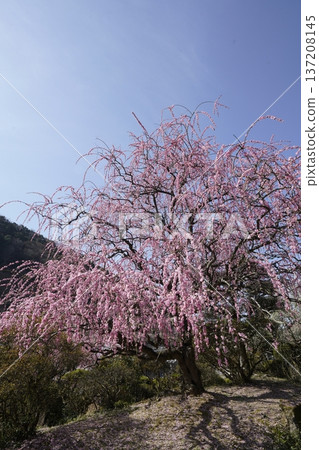 Weeping red plums in full bloom Weeping red plums in full bloom 137208145