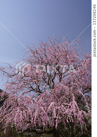 Weeping red plums in full bloom Weeping red plums in full bloom 137208148