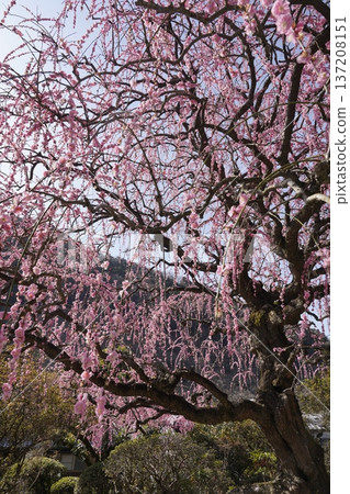 Weeping red plums in full bloom Weeping red plums in full bloom 137208151