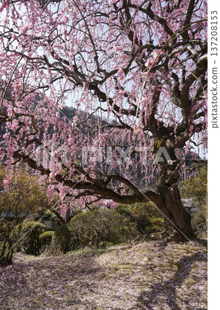 Weeping cherry blossoms in full bloom Weeping cherry blossoms in full bloom 137208153