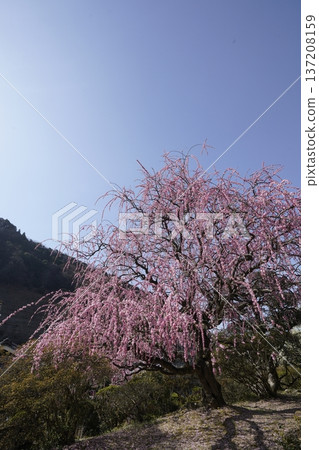 垂紅梅盛開 137208159