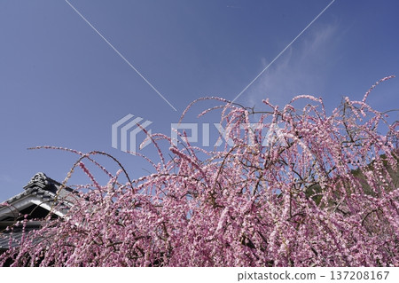 Weeping red plums in full bloom Weeping red plums in full bloom 137208167