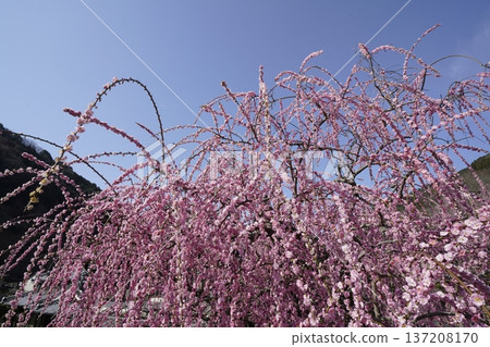 Weeping red plums in full bloom Weeping red plums in full bloom 137208170