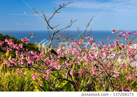 沖繩縣名護市名護城公園櫻之園內，琉球寒緋櫻花早開，蔚藍的名護灣與城市景觀盡收眼底 137208173