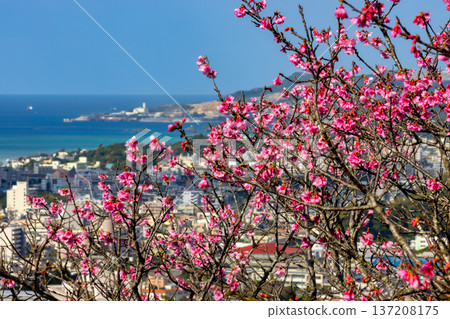 Early-blooming Ryukyu Kanhizakura cherry blossoms at Sakurano-en in Nago Castle Park, Nago City, Okinawa Prefecture, with the blue Nago Bay and cityscape below Early-blooming Ryukyu Kanhizakura cherry blossoms at Sakurano-en in Nago Castle Park, Nago City, Okinawa Prefecture, with the blue Nago Bay and cityscape below 137208175