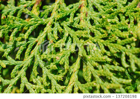 Macro photography of green Platycladus needles. Detailed scale-like branch texture with emerald gradients and natural symmetry. Fresh evergreen background for eco design Macro photography of green Platycladus needles. Detailed scale-like branch texture with emerald gradients and natural symmetry. Fresh evergreen background for eco design 137208198