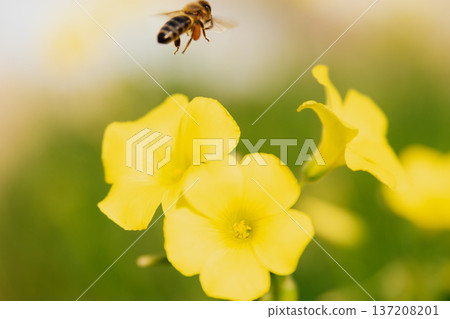 Dynamic macro photography of a honeybee in flight above yellow oxalis flowers. The golden insect with pollen baskets is captured mid-air against a lush blurred garden Dynamic macro photography of a honeybee in flight above yellow oxalis flowers. The golden insect with pollen baskets is captured mid-air against a lush blurred garden 137208201