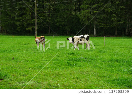 Brown and White Calves Grazing in Idyllic Countryside Landscape Brown and White Calves Grazing in Idyllic Countryside Landscape 137208209